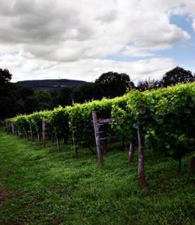 Camel Valley©Camel Valley